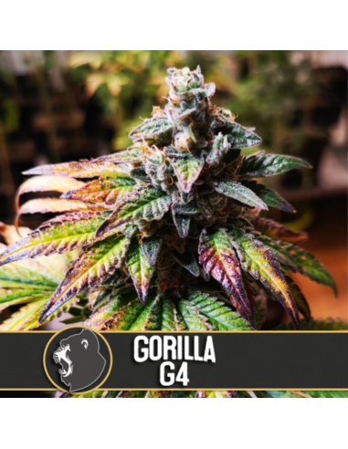 Blimburn Seeds Gorilla G#4 Fem - Imagen 1