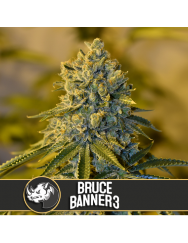 Blimburn Seeds Bruce Banner #3 Fem - Imagen 1