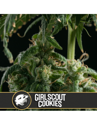 Blimburn Seeds Girl Scout Cookies Auto - Imagen 1