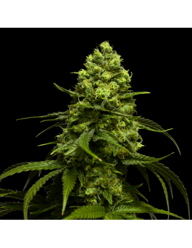 BSF Seeds Amnesia Glue - Imagen 1