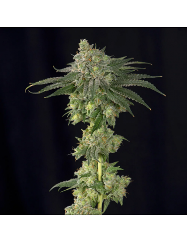 BSF Seeds Lebron Haze - Imagen 1