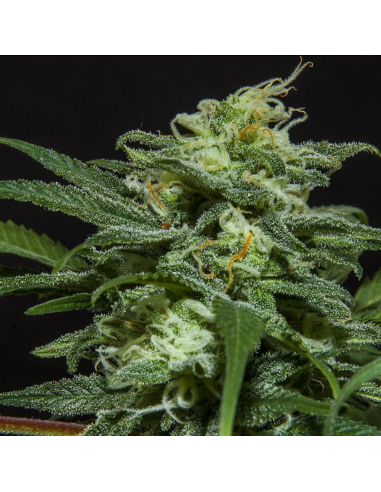 BSF Seeds Lebron Haze XXL Auto - Imagen 1