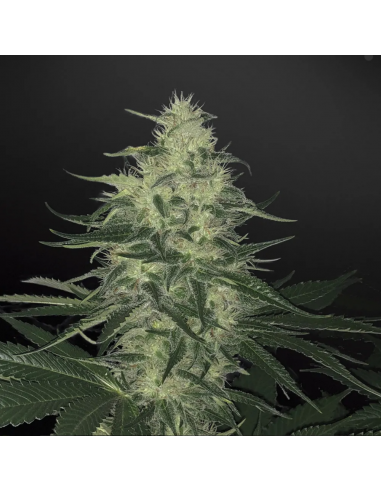 BSF Seeds Godzilla Glue Auto - Imagen 1