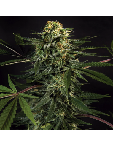 BSF Seeds Green Tiger - Imagen 1