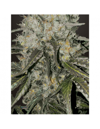 BSF Seeds Double Cookies Fem (Star Players) - Imagen 1