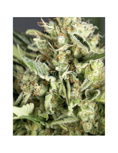 BSF Seeds Double Cookies Auto (Star Players) - Imagen 1