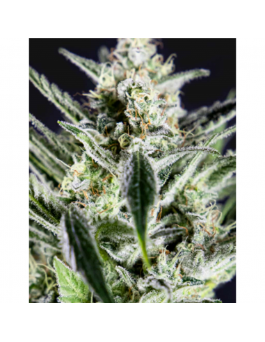 BSF Seeds Darth Haze Fem (Draft Line 2020) - Imagen 1