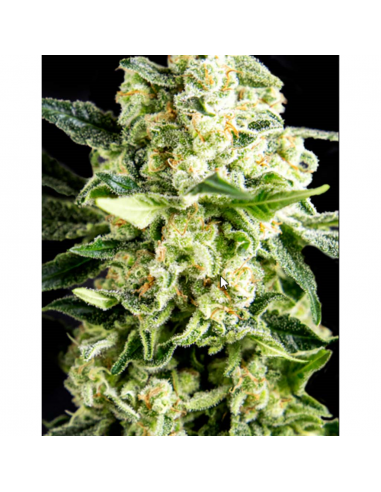 BSF Seeds Gorilla Glue Faster Fem (Draft Line 2020) - Imagen 1