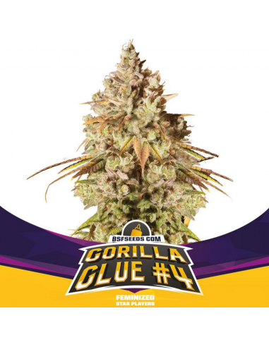 Grow-Op BSF Seeds Gorilla Glue #4 Fem (50 - 1000 Und) - Imagen 1