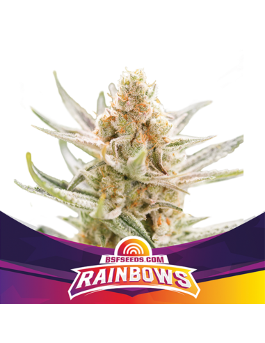 Grow-Op BSF Seeds Rainbows Fem (50 - 1000 Und) - Imagen 1