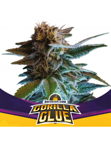 Grow-Op BSF Seeds Gorilla Glue Auto (50 - 1000 Und) - Imagen 1