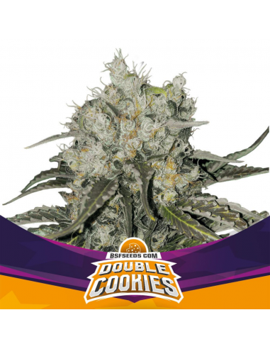 Grow-Op BSF Seeds Double Cookies Fem (50Und -1000Und) - Imagen 1