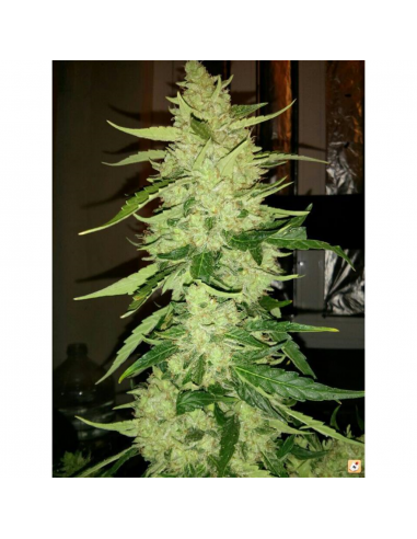 Buddha Seeds Magnum Auto - Imagen 1