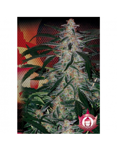 Buddha Seeds Deimos Auto - Imagen 1