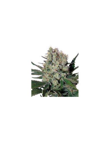 Buddha Seeds Syrup Auto - Imagen 1