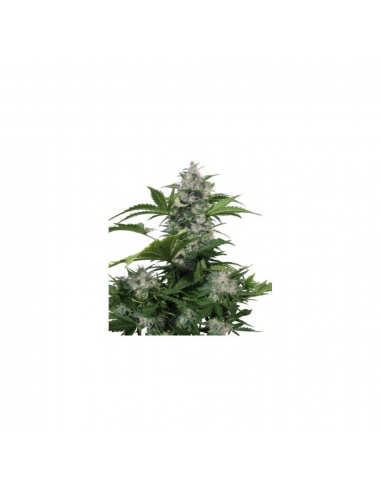 Buddha Seeds White Dwarf Auto - Imagen 1