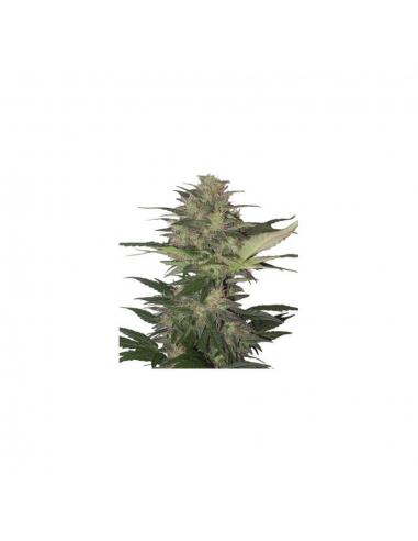 Buddha Seeds Red Dwarf Auto - Imagen 1