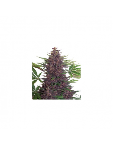 Buddha Seeds Purple Kush Auto - Imagen 1