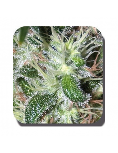 Buddha Seeds Pulsar Blister 10Und Fem - Imagen 1