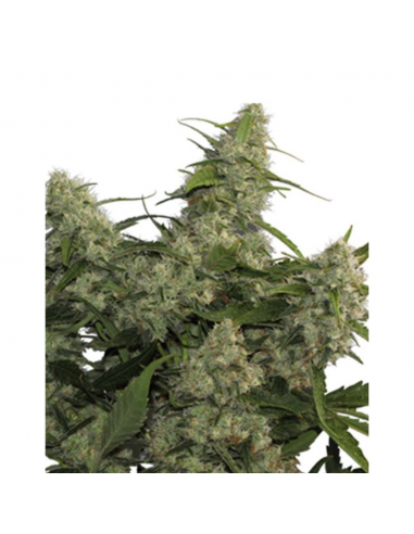 Buddha Seeds Quasar Fem - Imagen 1