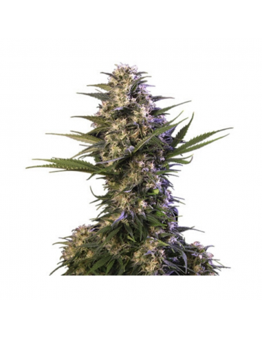 Buddha Seeds Kraken Fem - Imagen 1