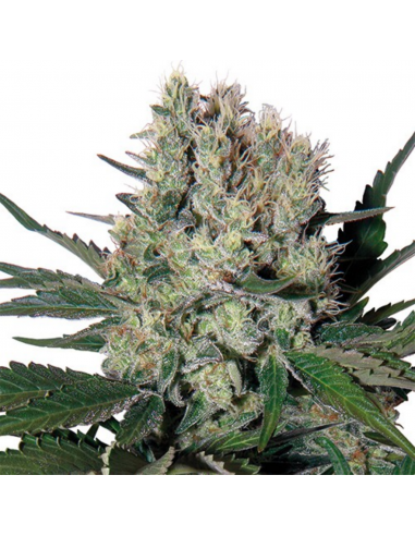 Buddha Seeds Syrup Blister 10Und Regular - Imagen 1