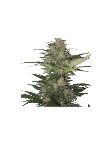 Buddha Seeds Red Dwarf Blister 10Und Regular - Imagen 1