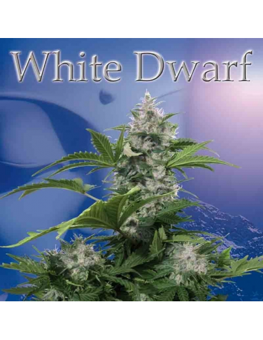 Buddha Seeds White Dwarf Blister 10Und Regular - Imagen 1