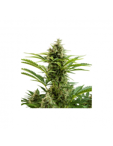 Buddha Seeds Vesta Auto - Imagen 1