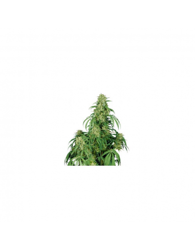 Buddha Seeds Calamity Jane Auto - Imagen 1