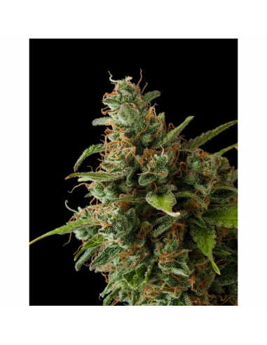 Buddha Seeds Medikit CBD - Imagen 1