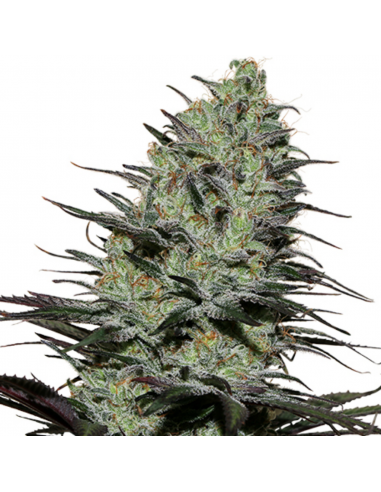 Buddha Seeds Morpheus - Imagen 1