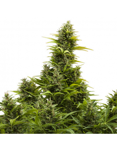 Buddha Seeds Medikit Auto CBD - Imagen 1