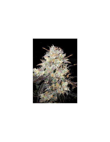 Bulk Seed Auto Cocopopo - Imagen 1