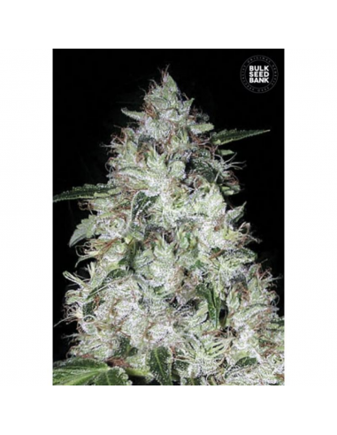 Bulk Seed Auto OG Kush - Imagen 1