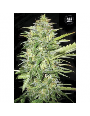 Bulk Seed Auto Lime Skunk - Imagen 1