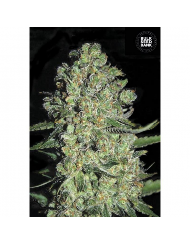 Bulk Seed Auto Chronical - Imagen 1