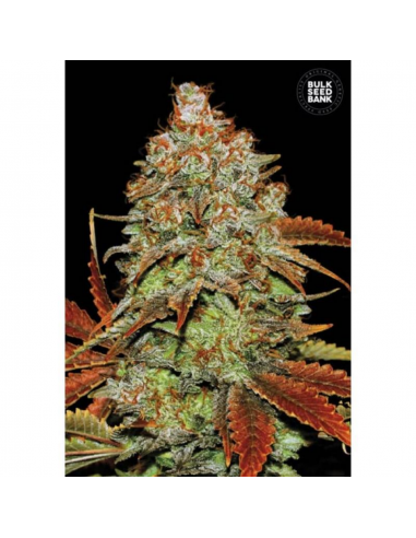 Bulk Seed Auto Bubblegum Extra - Imagen 1