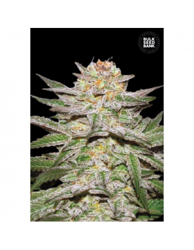 Bulk Seed Auto Caramel King - Imagen 1