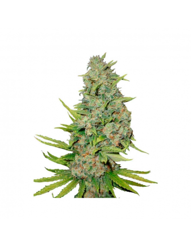 Bulk Seed Auto AK - Imagen 1