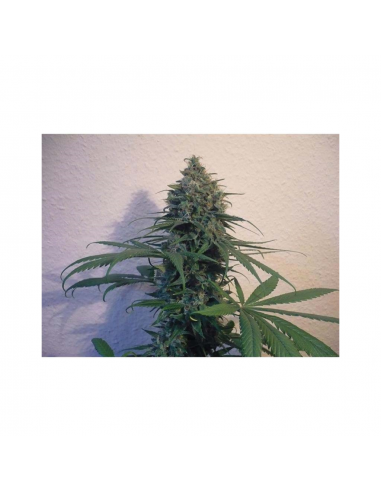 Bulk Seed Sensible Star Fem. - Imagen 1