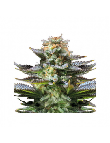 Bulk Seed Auto Amnesia Platinum - Imagen 1