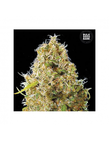 Bulk Seed Auto Kali´s Mistery - Imagen 1