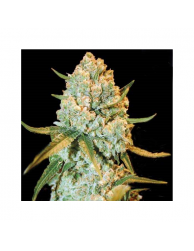 Bulk Seed Special Crystal Haze Fem. - Imagen 1