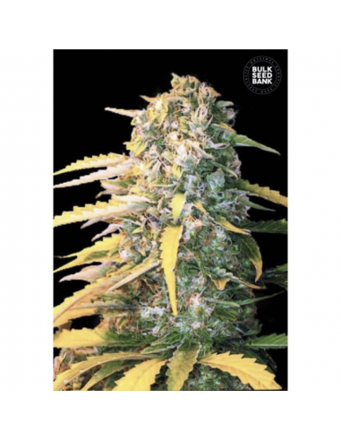 Bulk Seed White Widow Fem. - Imagen 1