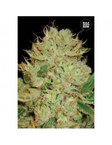 Bulk Seed Auto Bigger Bud - Imagen 1