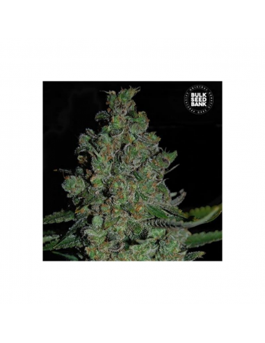 Bulk Seed Chronical Fem. - Imagen 1