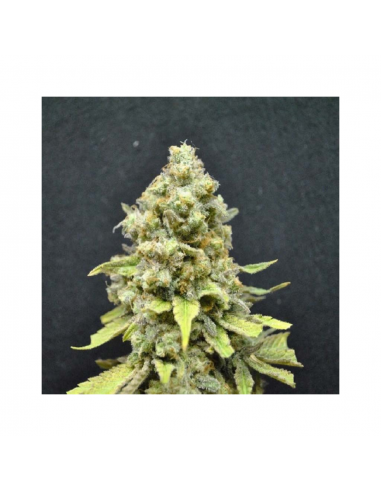 Bulk Seed Critical Mass Fem. - Imagen 1