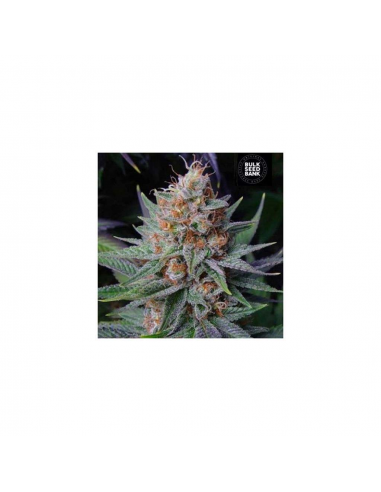 Bulk Seed Auto Lavender Best - Imagen 1