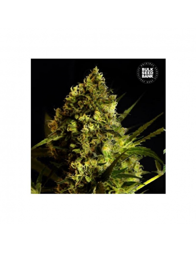 Bulk Seed Auto Devil Kiss - Imagen 1